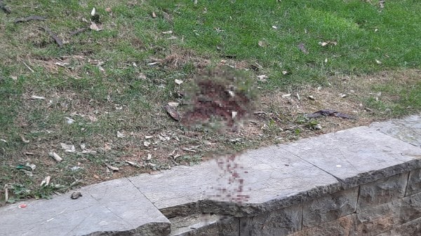 Ünlü oyuncu Seda Fettahoğlu, Beyoğlu'ndaki bir parkta hayatını kaybetti. Oyuncunun yaşamını yitirdiği haberi sonrasında cansız bedeni Adli Tıp Kurumu Morgu'na nakledildi. Ayrıca, ölümünden önce sosyal medya hesabında yaptığı bir paylaşım da kamuoyunun ilgisini çekti.