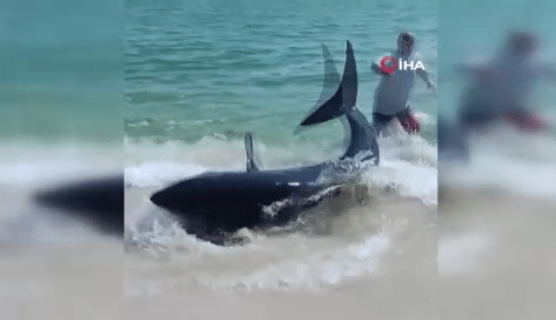 Florida eyaletinde sahile vuran bir köpek balığını, kuyruğundan çekerek kurtarma başarısı gösterdiler.