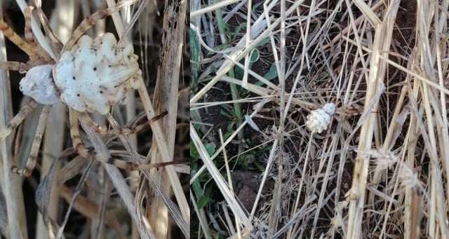 Dünyanın en zehirli örümcekleri arasında gösterilen ‘Argiope lobata’ ülkemizde çeşitli şehirlerde görünmesinin ardından bu kez