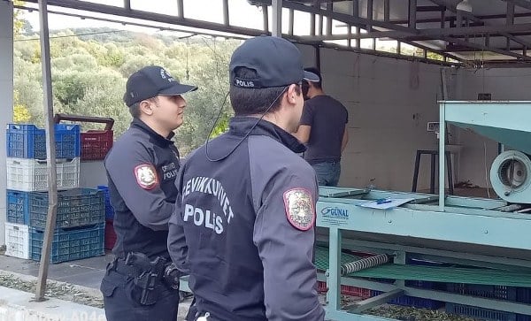 Balıkesir’in Edremit ilçesinde, zeytincinin korkulu rüyası hırsızlık olayları ile ilgili olarak polisin mücadelesi sürüyor.