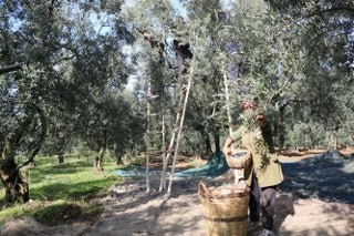 Marmara Zeytin Tarım Satış Kooperatifleri Birliği 2023 yılına ait zeytin alım tarifesini açıkladı. Hidamet Asa tarafından yapılan açıklamada zeytin alım fiyatlarına yüzde 142 artış yapıldığı bildirildi.