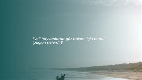 Internet Arızalarınızı Giderin: Temel İpuçları
