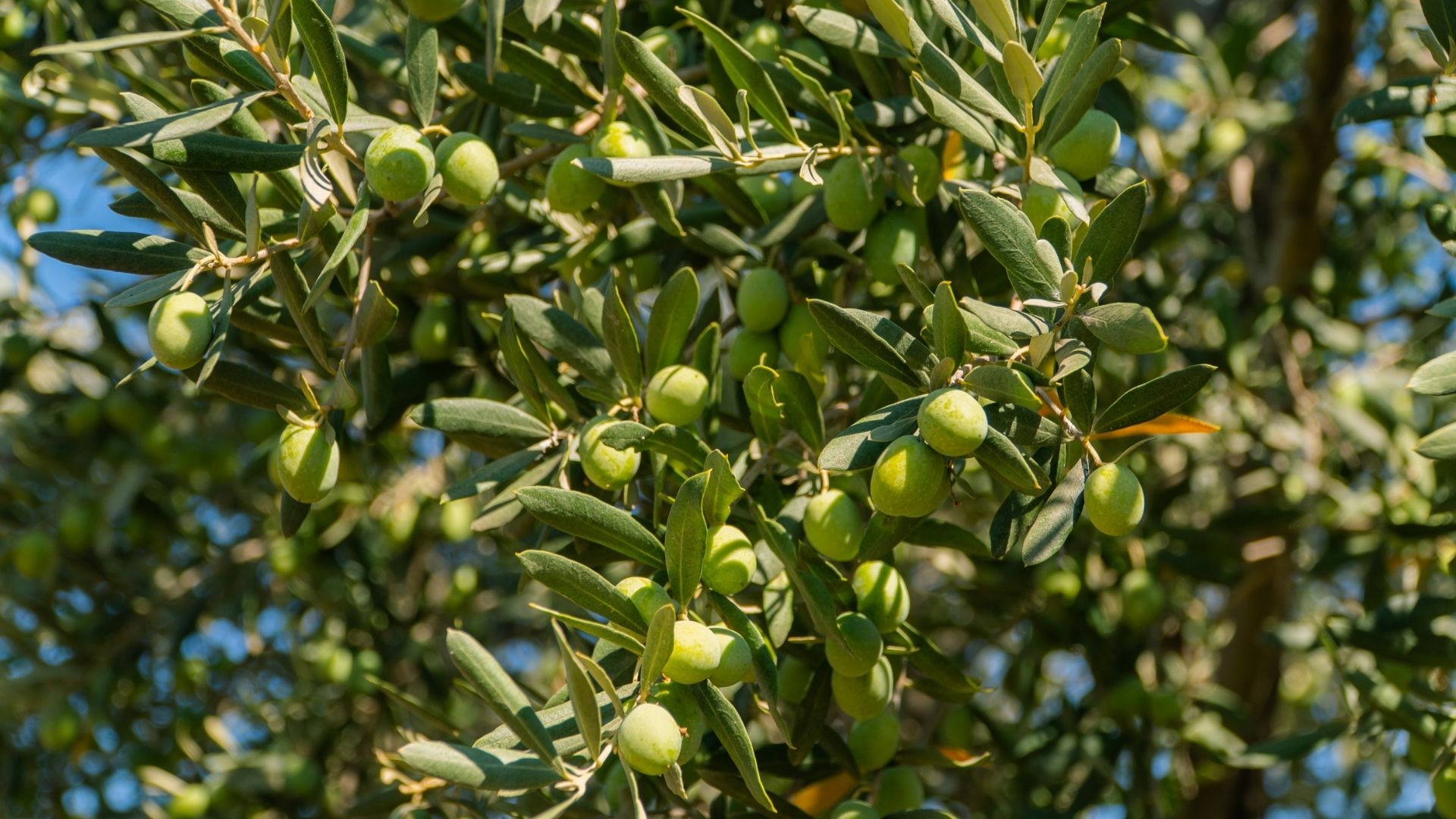 “Zeytin Ağacı Rotası”