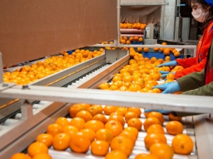 Satsuma mandalina, mandalina ihracatı, İzmir, narenciye, Rusya, Ege İhracatçı Birlikleri, Hayrettin Uçak