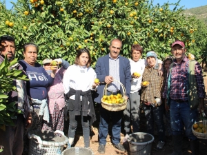 Satsuma mandalina, mandalina ihracatı, İzmir, narenciye, Rusya, Ege İhracatçı Birlikleri, Hayrettin Uçak