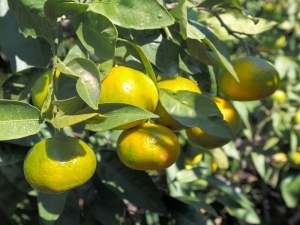 Satsuma mandalina, mandalina ihracatı, İzmir, narenciye, Rusya, Ege İhracatçı Birlikleri, Hayrettin Uçak