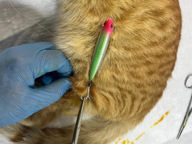 Erdek kedi kurtarma, olta iğnesi ameliyatı, Bandırma Sokak Hayvanları Tedavi Merkezi, veteriner müdahalesi, sokak hayvanları tedavisi