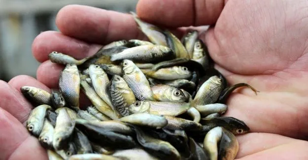 Edirne’de bu yıl 10 milyon 500 bin adet yavru sazan balığı üretildi