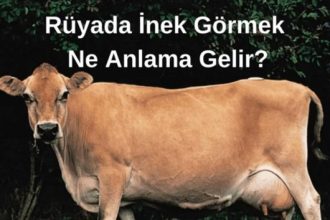 Rüyada İnek Görmek