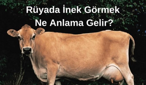 Rüyada İnek Görmek