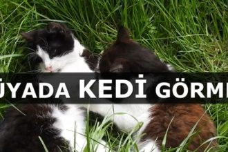 Rüyada Kedi Görmek Ne Anlama Gelir