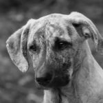 Rüyada Köpek Görmek Ne Anlama Gelir