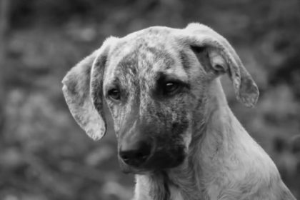 Rüyada Köpek Görmek Ne Anlama Gelir