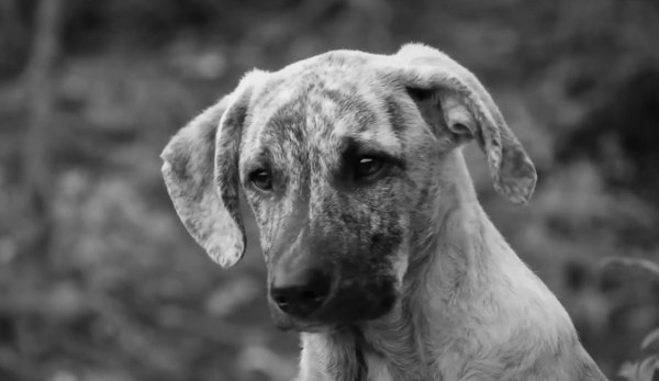 Rüyada Köpek Görmek Ne Anlama Gelir