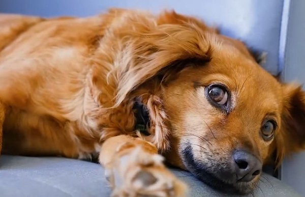 Rüyada Köpek Görmek Ne Anlama Gelir