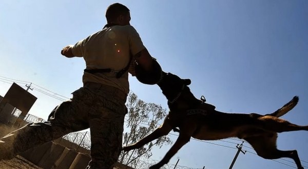 Rüyada Köpek Görmek Ne Anlama Gelir