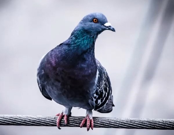 Rüyada Güvercin Kesmek veya Kuş Kesildiğini Görmek Ne Anlama Gelir
