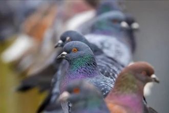 Rüyada Güvercin Kesmek veya Kuş Kesildiğini Görmek Ne Anlama Gelir