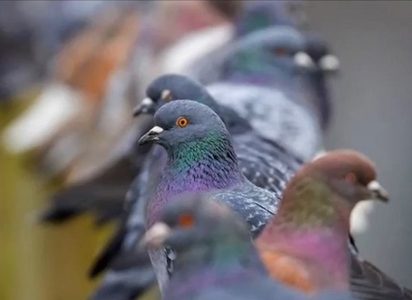 Rüyada Güvercin Kesmek veya Kuş Kesildiğini Görmek Ne Anlama Gelir