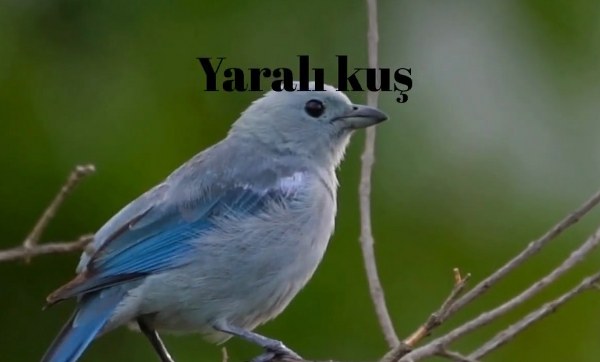 Rüyada Ormanda Kuş Avlayan Birine Engel Olmaya Çalışmak