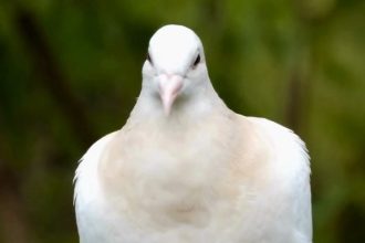 Rüyada Ormanda Kuş Avlayan Birine Engel Olmaya Çalışmak