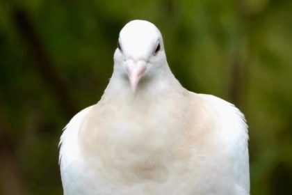 Rüyada Ormanda Kuş Avlayan Birine Engel Olmaya Çalışmak