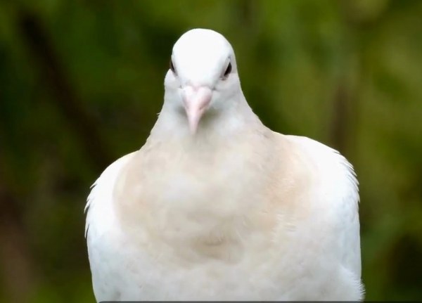 Rüyada Ormanda Kuş Avlayan Birine Engel Olmaya Çalışmak