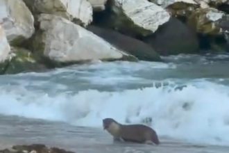 Avşa Adası'nda Su Samuru Heyecanı