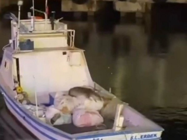 Avşa Adası'nda Su Samuru Heyecanı 2 Avşa Adası'nda Su Samuru Heyecanı